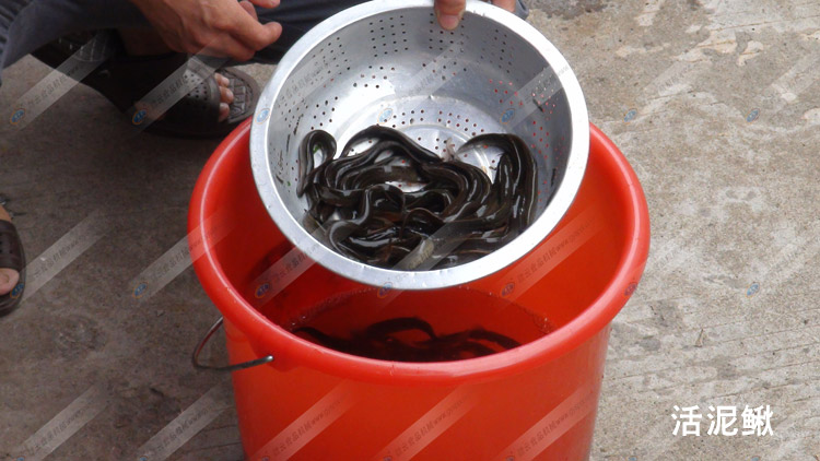 活泥鰍-采泥鰍肉-2斤活泥鰍樣品-贛云機械