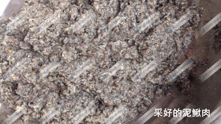 采取的泥鰍肉-魚肉采取機-贛云機械
