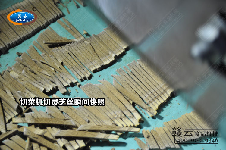 1000型切菜機切靈芝片瞬間