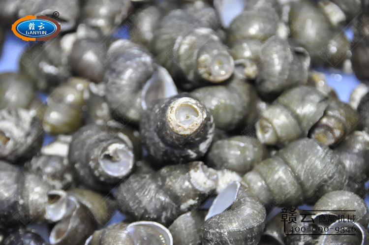 剪好的田螺特寫(xiě)圖