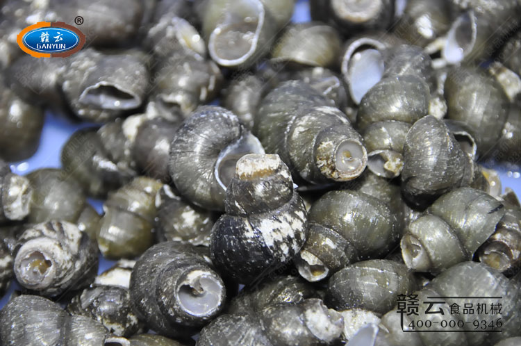 剪好的田螺特寫(xiě)圖